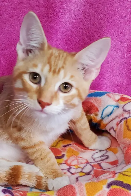 Archie
