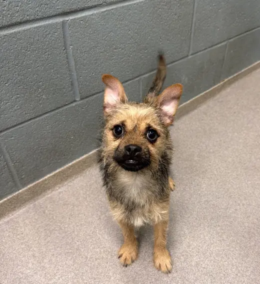 Petey- scruffy yorkie boy