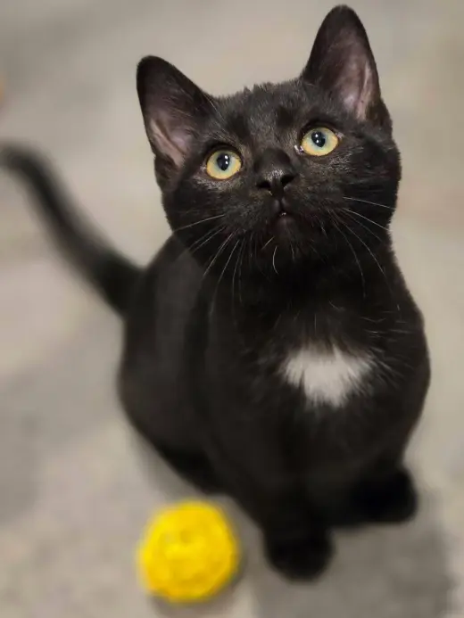 Black Bean