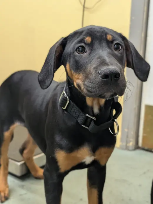 Puppy Aspen