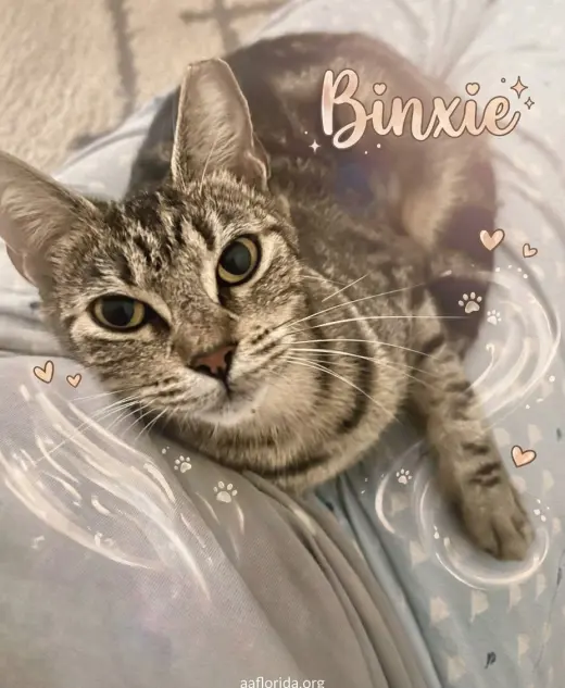 Binxie
