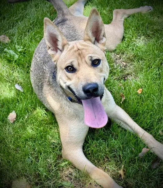 DIXIE PUP