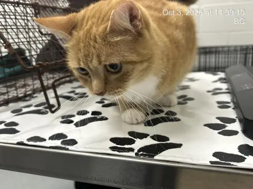 MARMALADE