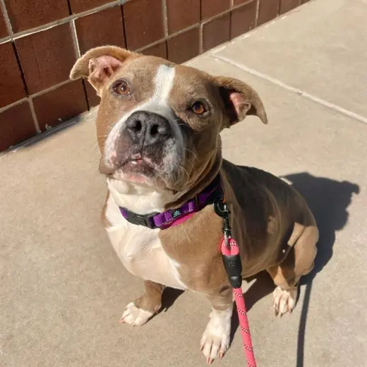 STELLA