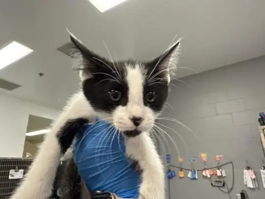 OREO
