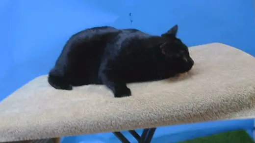 KITTY