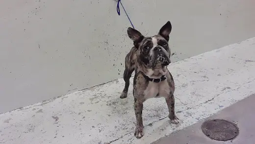 CAINE