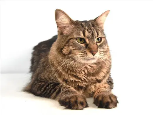 OSCAR