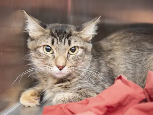 JUNIPURR
