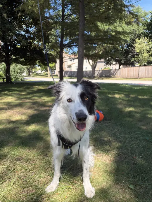Oliver (a courtesy listing in Glenview IL)