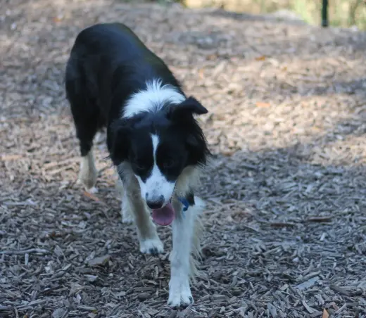 Streak