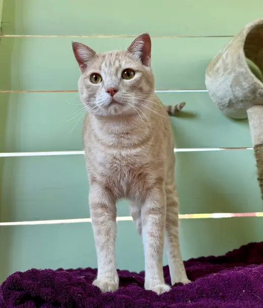 CHOWDER #20405 - Cats in the City