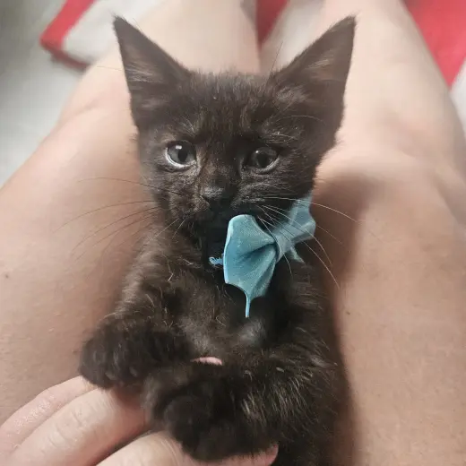 William Beans