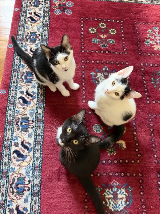 Minnow, Polliwog, Dalmatian Molly