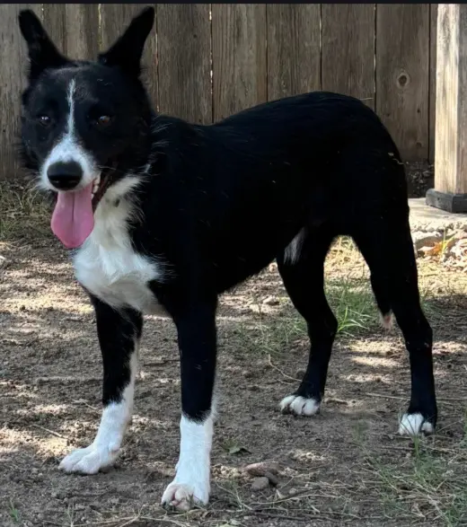 Red Collar( Apache)