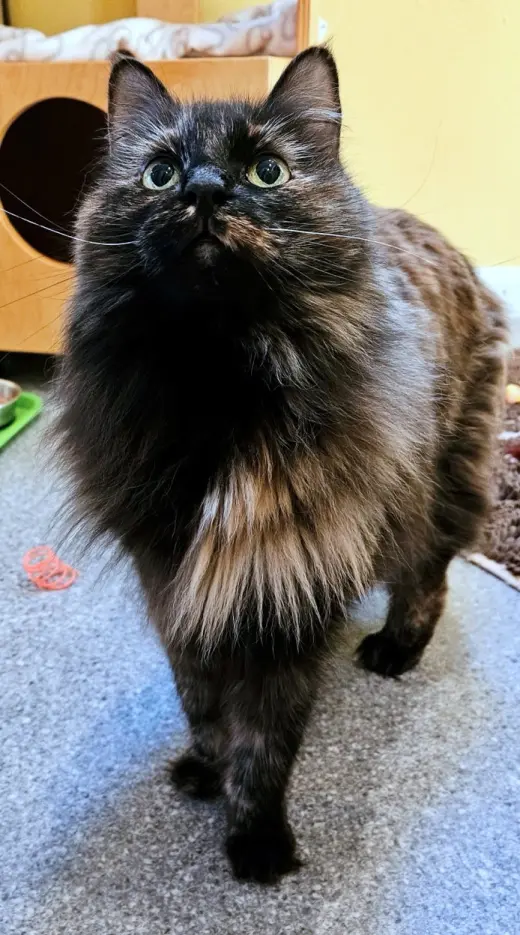 Minnie - Cat's in the City - Senior Tortie