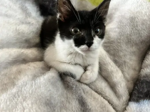 RITA