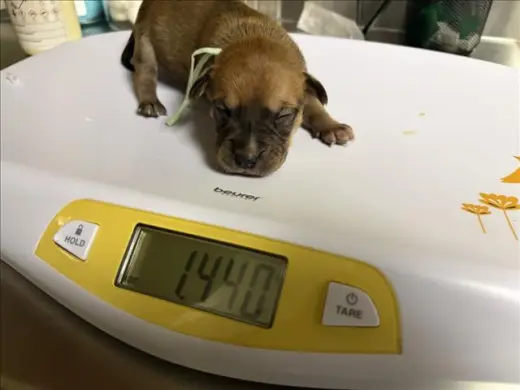 COCOA