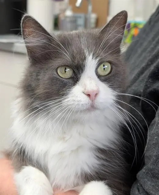 FREYA