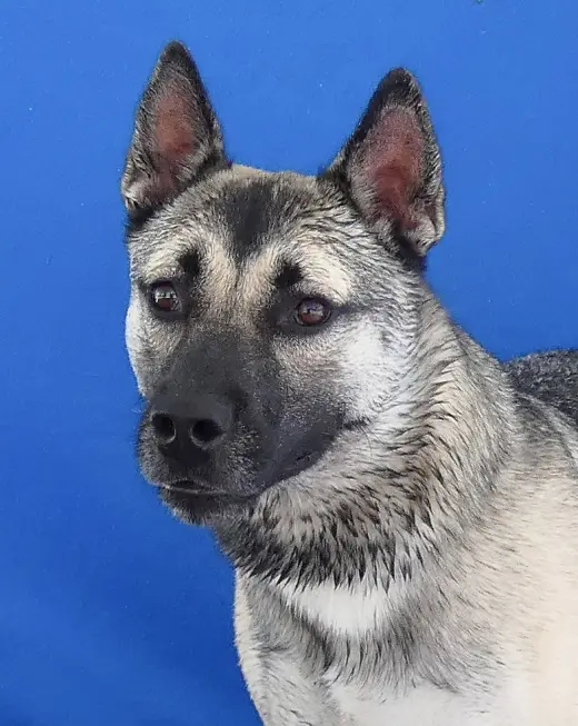 AXEL