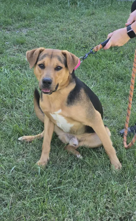 Ox - At shelter available 10/12