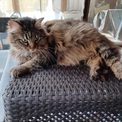 Little Kitty