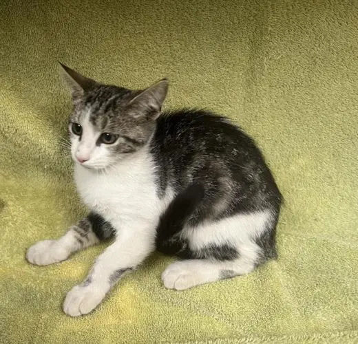MIA