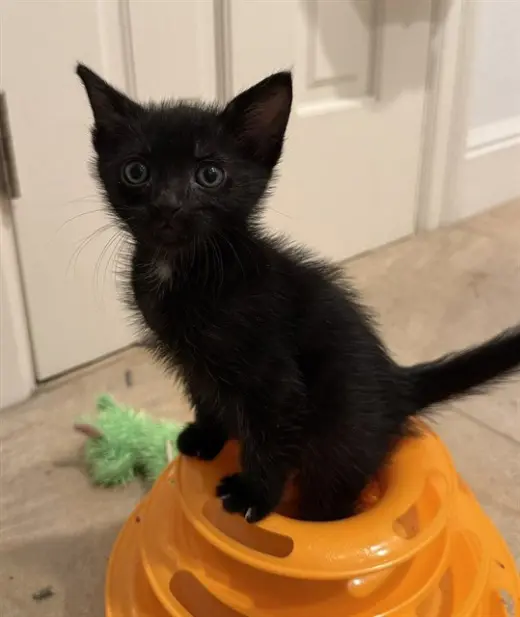 DOMINO