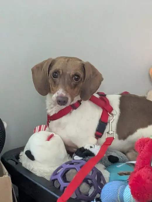 Otis