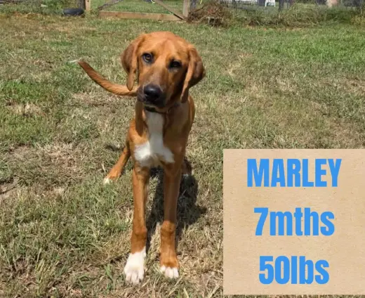 MARLEY