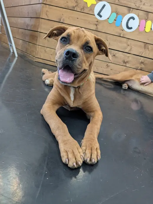 Roo