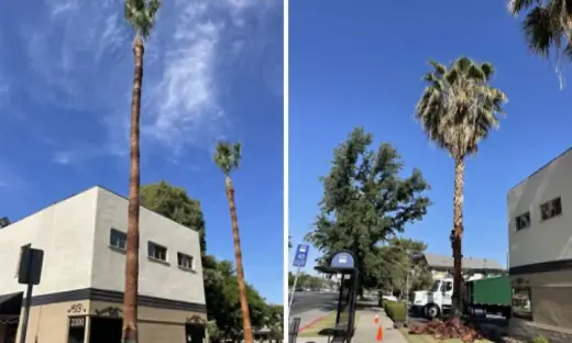 Professional Tree Services! 🌳