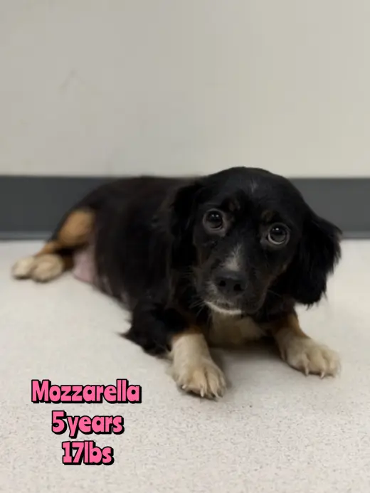 MOZZARELLA