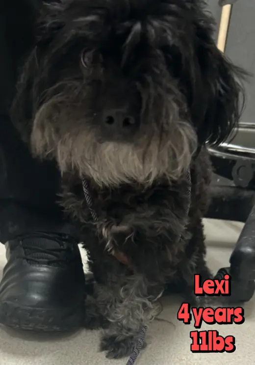 LEXI