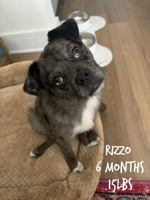 RIZZO