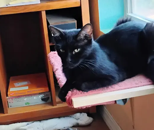 Sabrina (Courtesy Post)