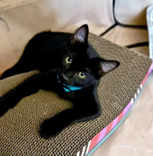 Ham