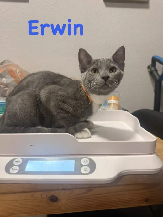 Erwin
