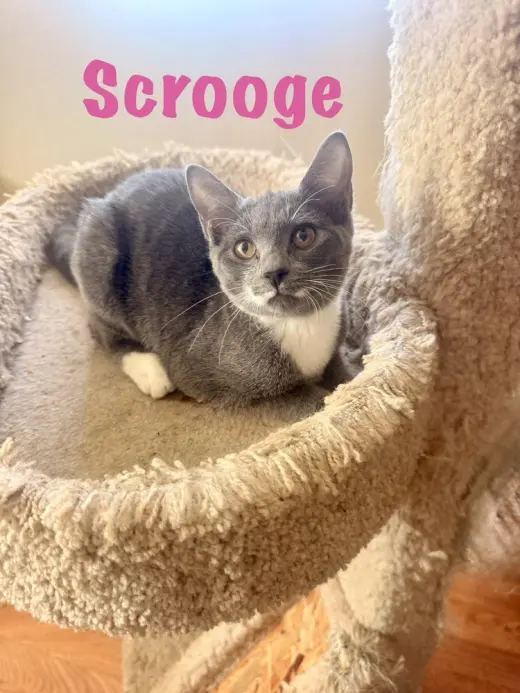 Scrooge