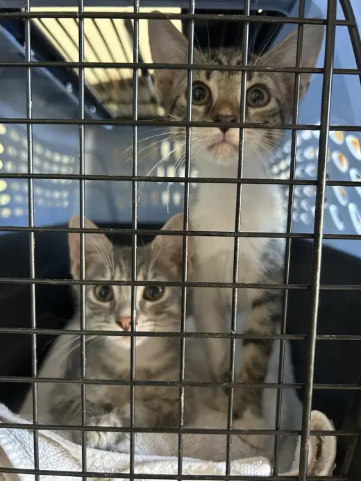 Oreo & Smokey