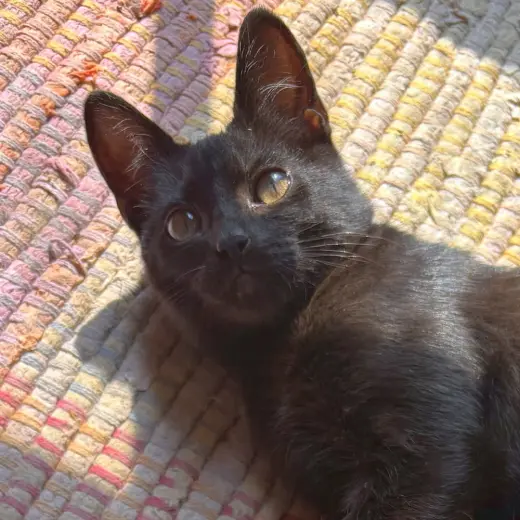 Jiji