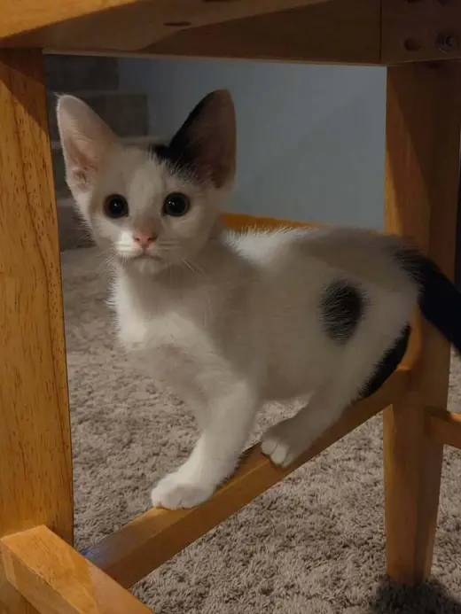 Flurry