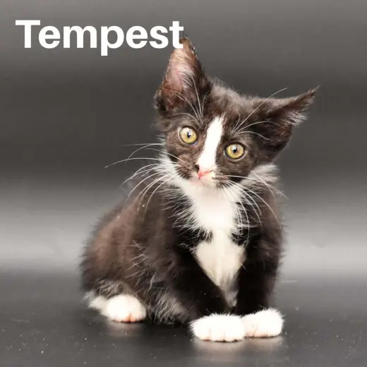 Tempest