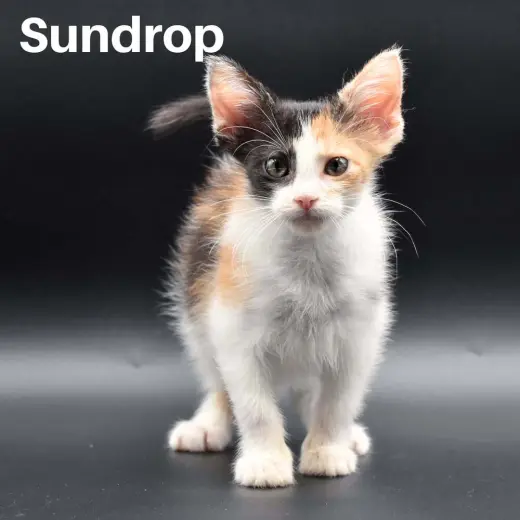 Sundrop