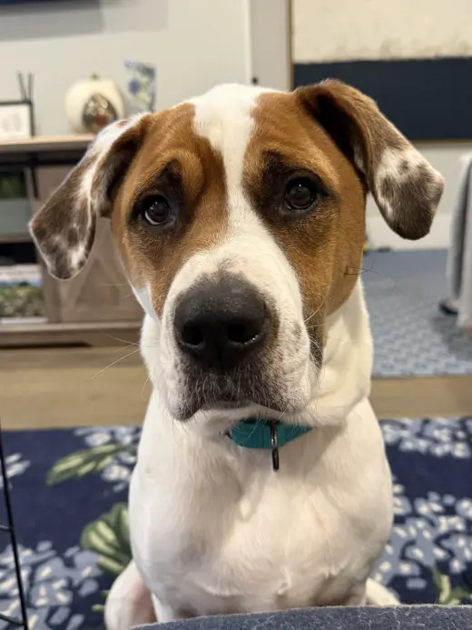 Odie Bruiser