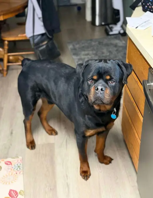 Buddy