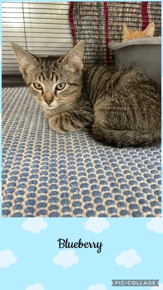 Berry litter- Blueberry