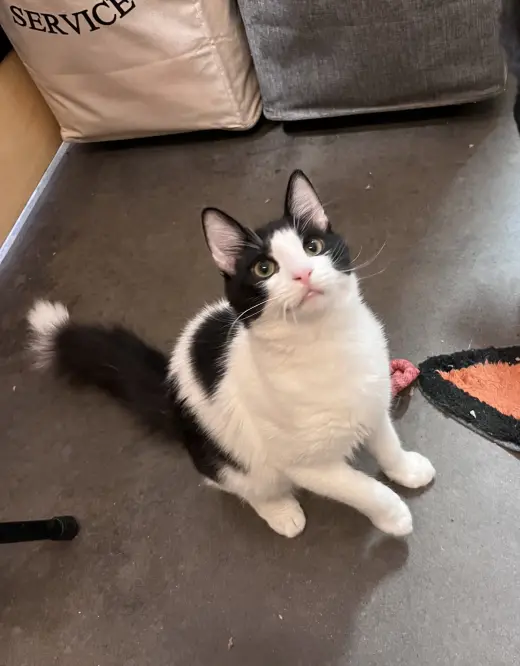 Cosmo