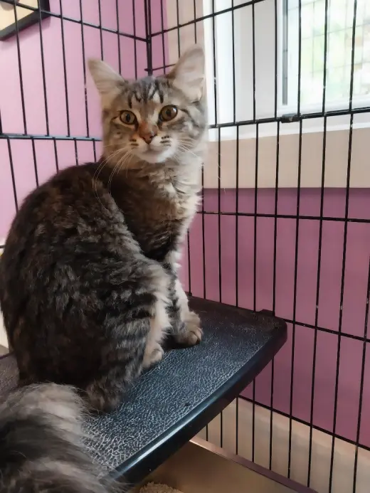 Thumbelina * IN FOSTER *