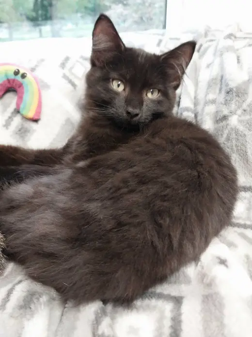 Spartacus * IN FOSTER *